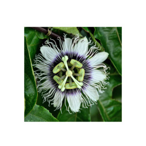 Passionsblume